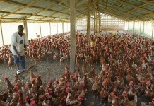 Modern poultry industry is taking shape in Africa