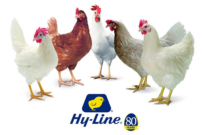 5 Hy-Line Varieties_80th anniversary