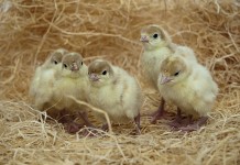 Breeding for robustness in turkeys