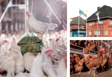 Hendrix Genetics, leader in efficiency, sustainability and innovations