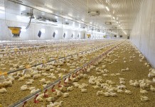 Microbiota studies in poultry