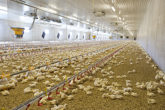 Microbiota studies in poultry