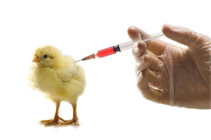 Image result for Poultry Vaccines