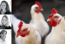 New applications such as superdosing of phytase to maximize phytate destruction to improve performance while minimizing nutrient excretion in poultry