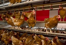 How to house happy birds by Vencomatic Group