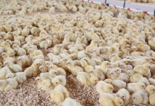 Importance of hatch-time and access to feed on broiler muscle development