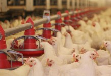 The relationship between feed particle size, gizzard development and broiler performance