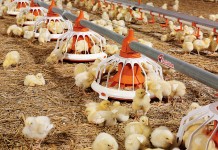 Flexible Feed Formulation with GALLIPRO