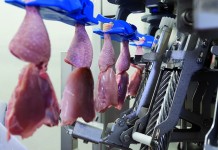 Automated, high-capacity Stork Thigh Fillet System