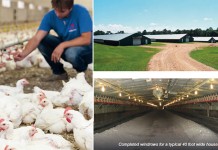 Windrowing properly done