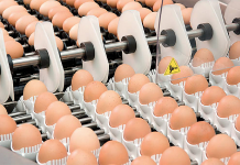 The EU egg industry
