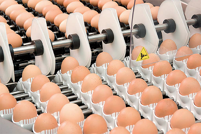 The EU egg industry