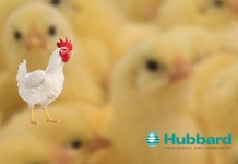 Hubbard: Jean Lebec appointed as Sales Manager France and Eastern Africa