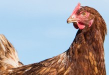 Feather-eating hens show specific essential amino acid appetites in a double-choice model