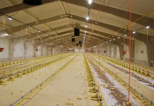 Different light sources