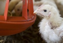 EU poultry meat production and trade