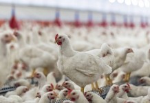 Resources and tools to write a good biosecurity plan