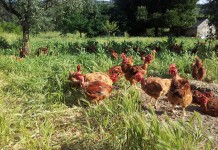 EU: Traditional markets using coloured chickens