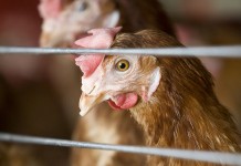 In vivo digestion of GM proteins in laying hens