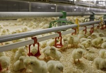 How to reduce antibiotics in broiler production?