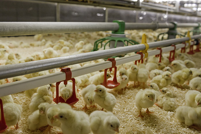 How to reduce antibiotics in broiler production?