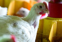 Phosphorus: how low can we go in broiler diets?