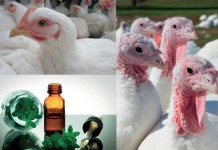 The role of feed additives in the protozoal diseases in poultry