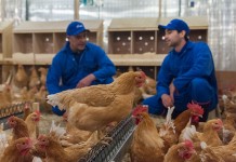 The Rowan Range: a portfolio of products for slower-growing and coloured bird markets by Aviagen