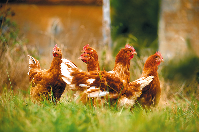 ERPA, the European rural poultry association to defend rural poultry producers