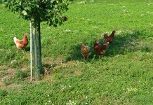 The effect of on-range insect feeding on range usage of free range laying hens