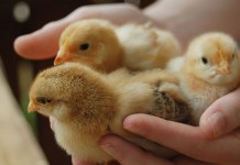 Hy-Line International announces new Commercial Distributor in India