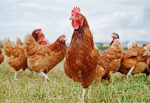 Optimal outdoor stocking density in free-range hens