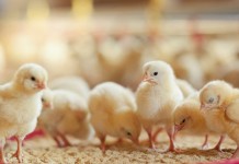 The effect of microbial challenge on the intestinal proteome of broilers