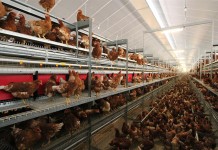 Housing systems in laying hen husbandry – second part