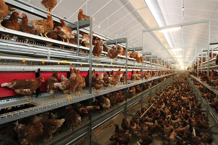 EFSA: alternatives to cages recommended to improve broiler and hen welfare