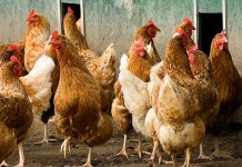 Visual identification of potential feather pecking