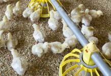 Influence of feed form and particle size on the performance and nutrient utilisation of broiler starters fed maize-based diets