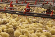 Incubation temperature and how it influences chick hatch time and bone ash