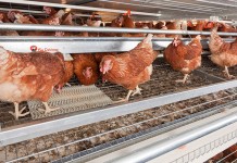 Laying hen nutrition for optimizing egg production and quality