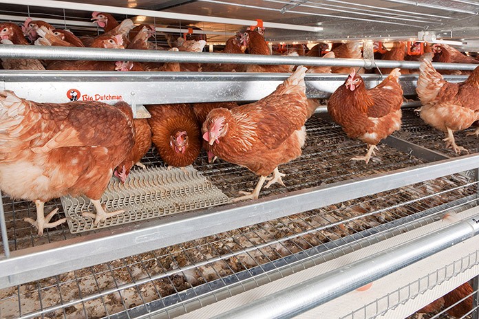 Download Laying Hen Nutrition For Optimizing Egg Production And Quality Zootecnica International