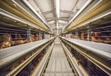 Housing systems in laying hen husbandry- First part