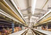 Light intensity and led lights