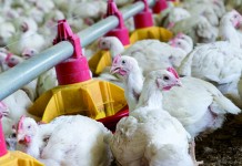 Using more bioavailable sources of trace minerals pays off