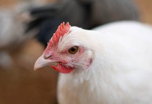 The Omics revolution – Implications for animal production