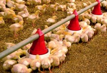Automated assessment of health and welfare in commercial broiler chicken flocks using optical flow