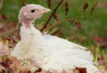 The relationship between sperm function and diet – Toms are what they eat