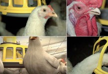 Natural Beak Smoothing, a new concept by Roxell