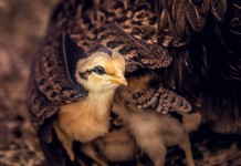 Separating welfare facts from fiction