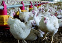 Denmark and the Netherlands report new H5N1 bird flu outbreaks in poultry flocks