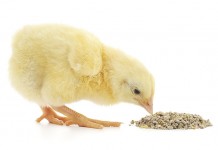 How Xylanase can improve performance of a broiler diet